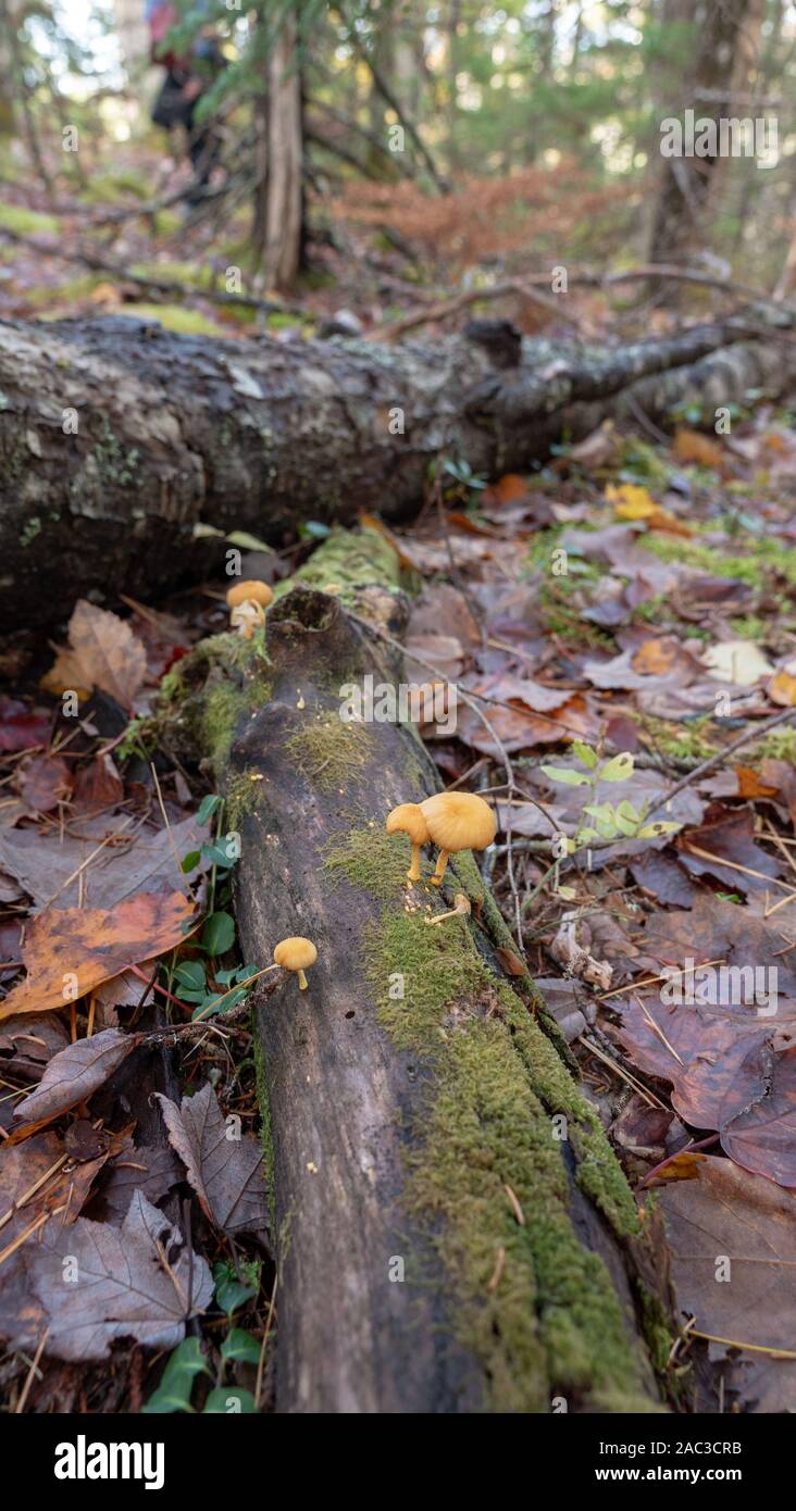 Mushrooms grow on fallen tree hires stock photography and images Alamy