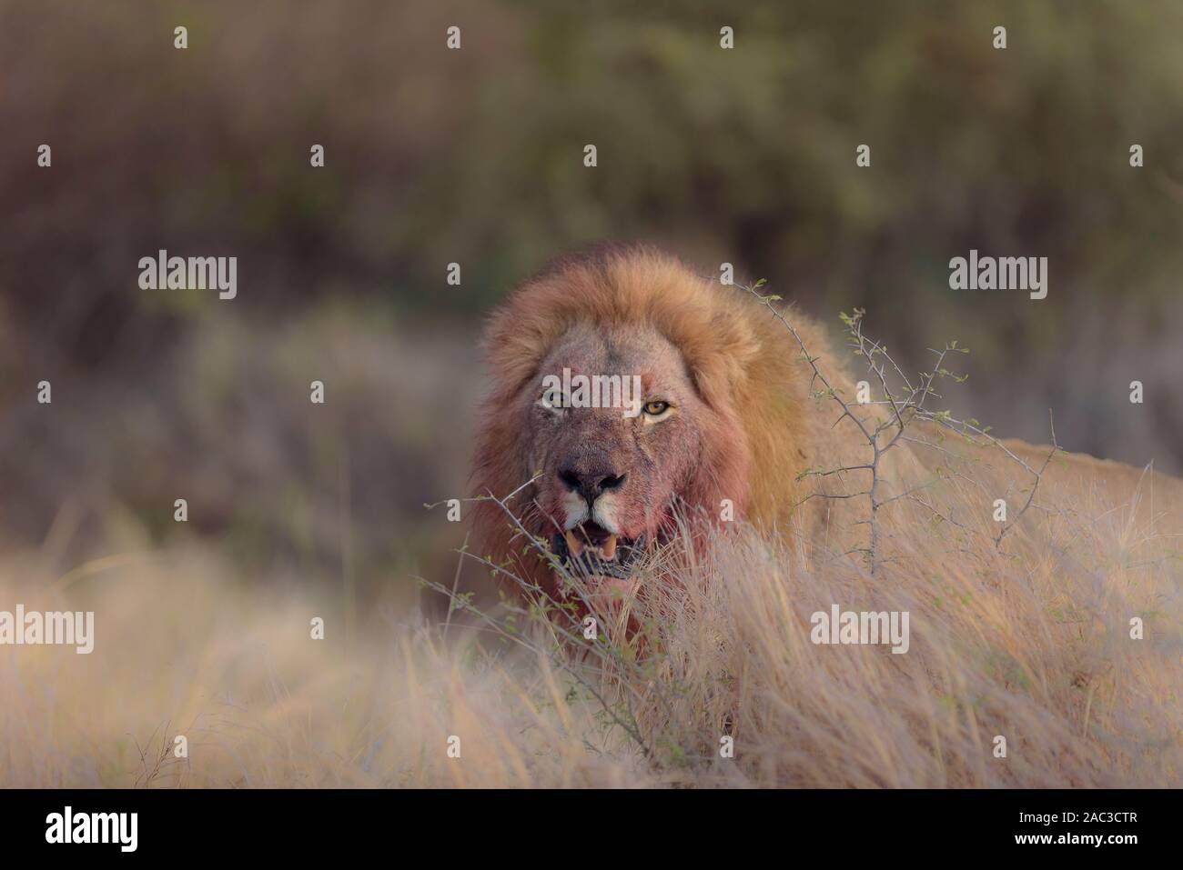 Male lion with blood, bloody face lionclose up portrait Stock Photo