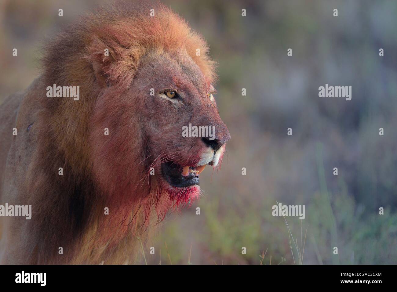 Male lion with blood, bloody face lionclose up portrait Stock Photo