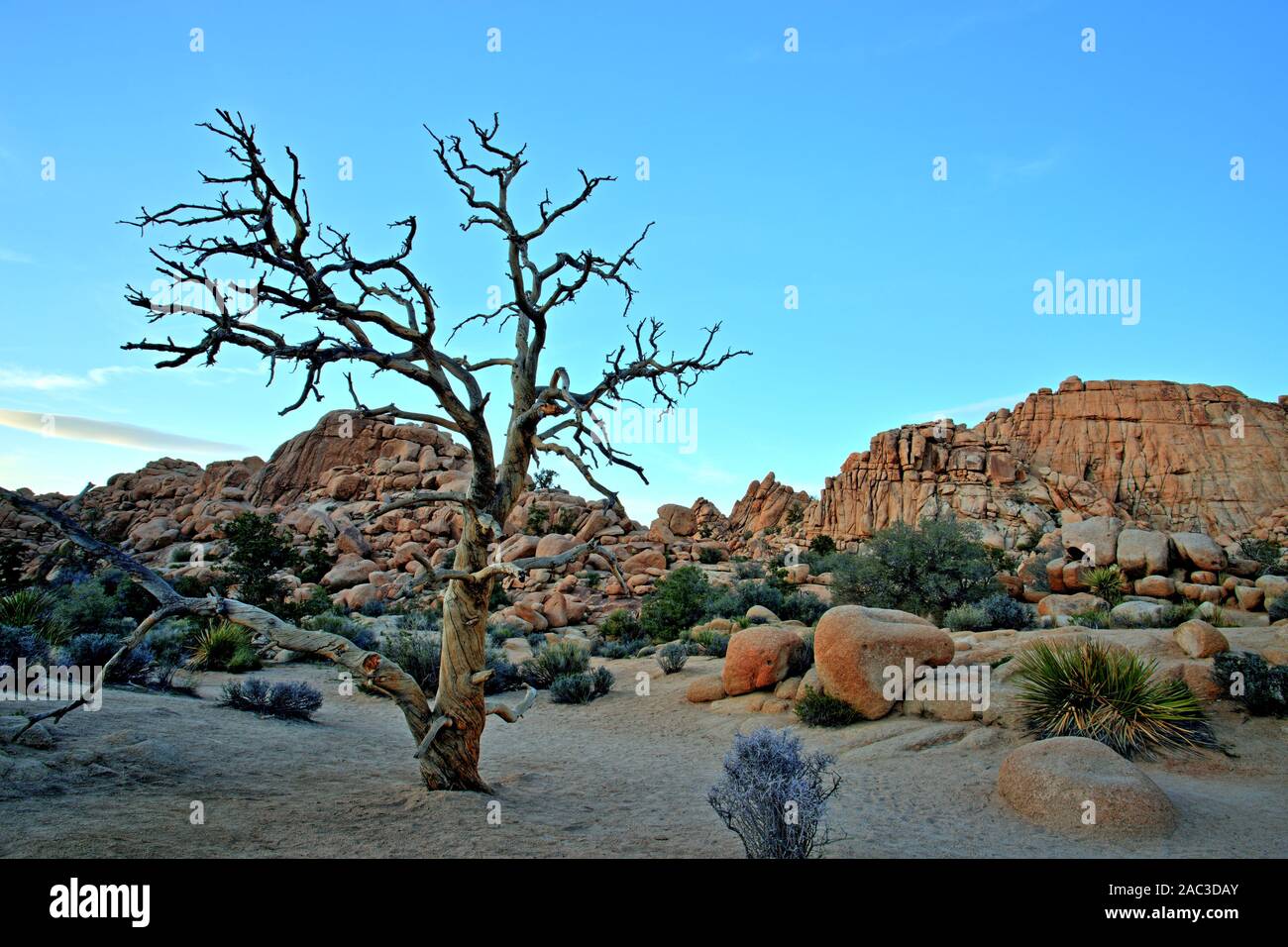 Keywords: joshua, tree, park, national, desert, california, landscape,  sunset, mojave, sky, nature, usa, america, travel, plant, cactus, natural,  sout Stock Photo - Alamy