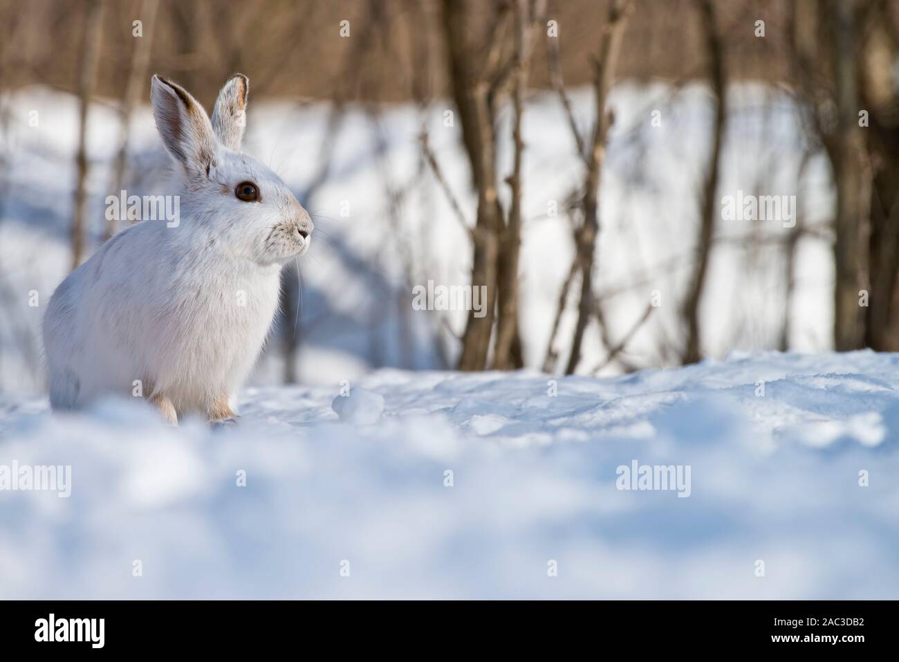 Snowshoe hare on snow. Stock Photo