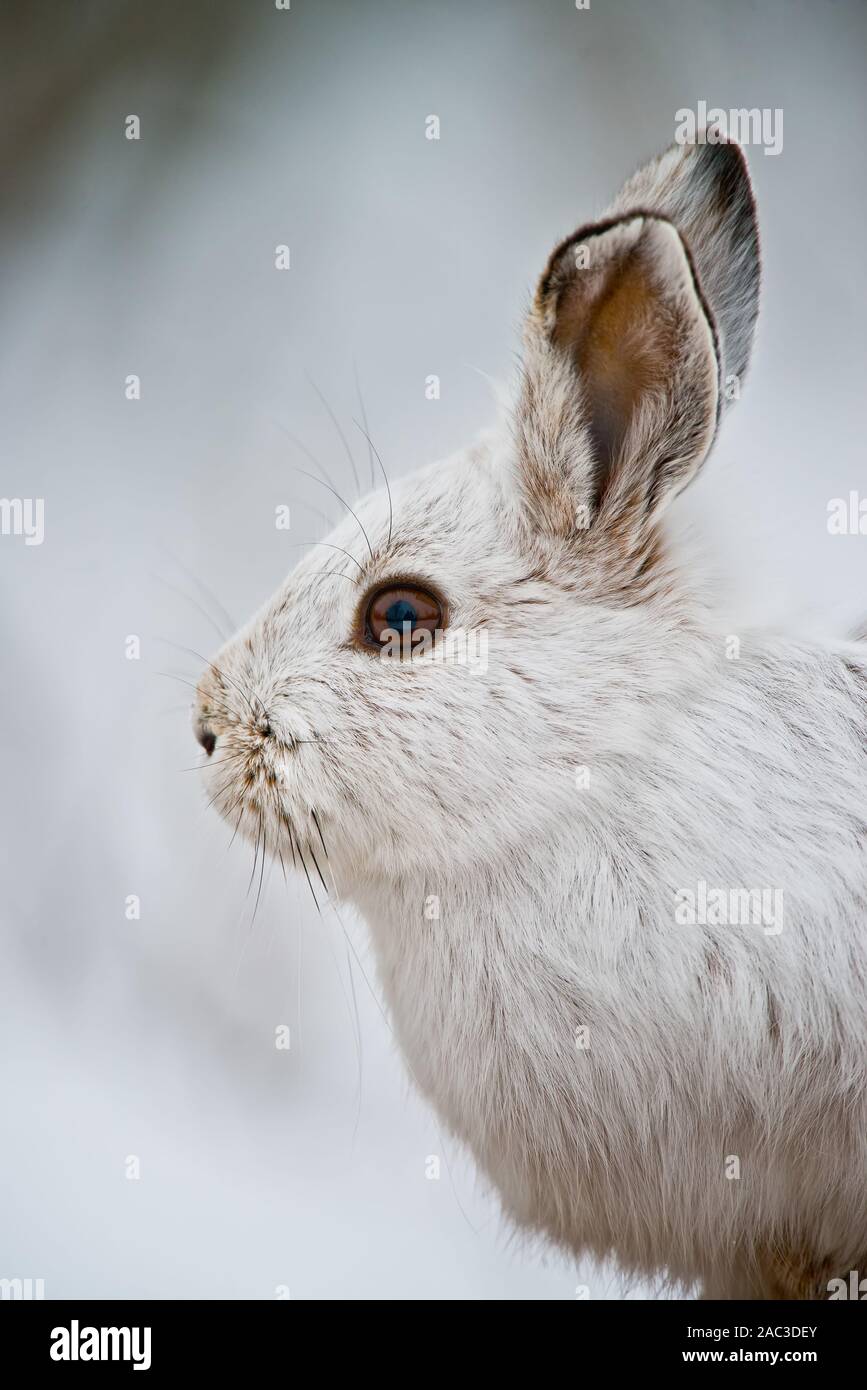 Snowshoe Rabbit In The Taiga