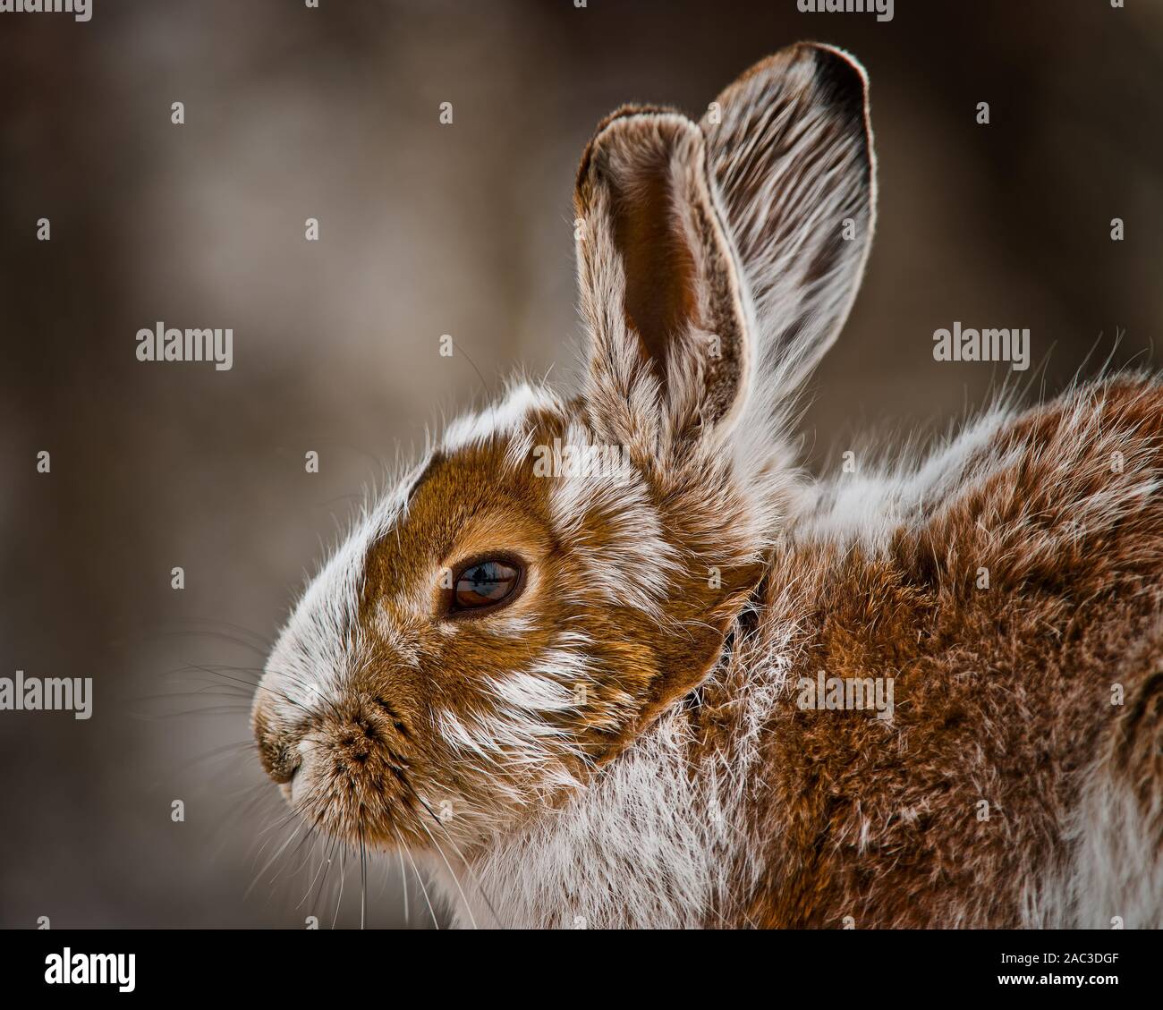 A snowshoe hare in transition form brown to white. Stock Photo