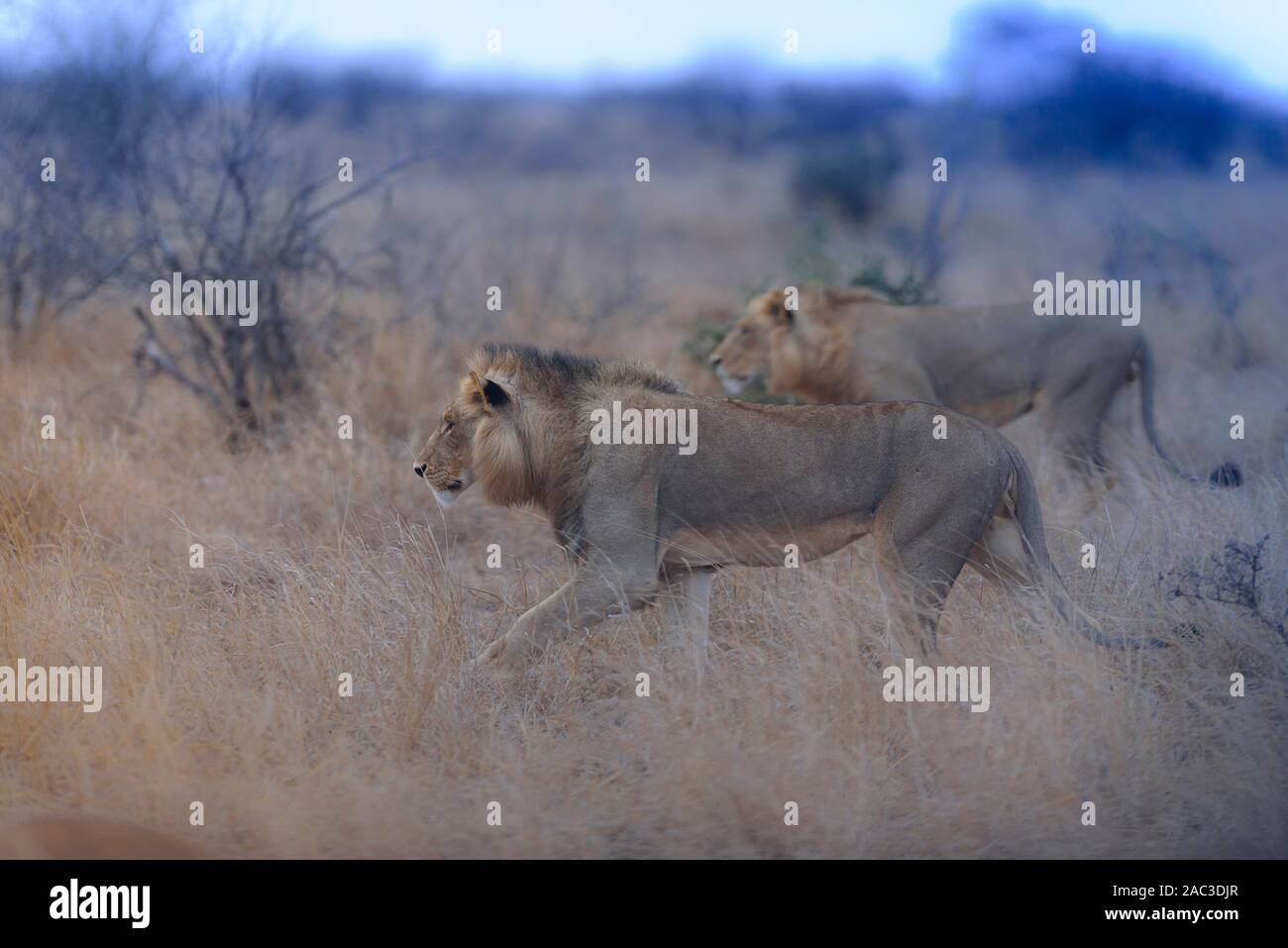 Old male african lion panthera hi-res stock photography and images - Alamy