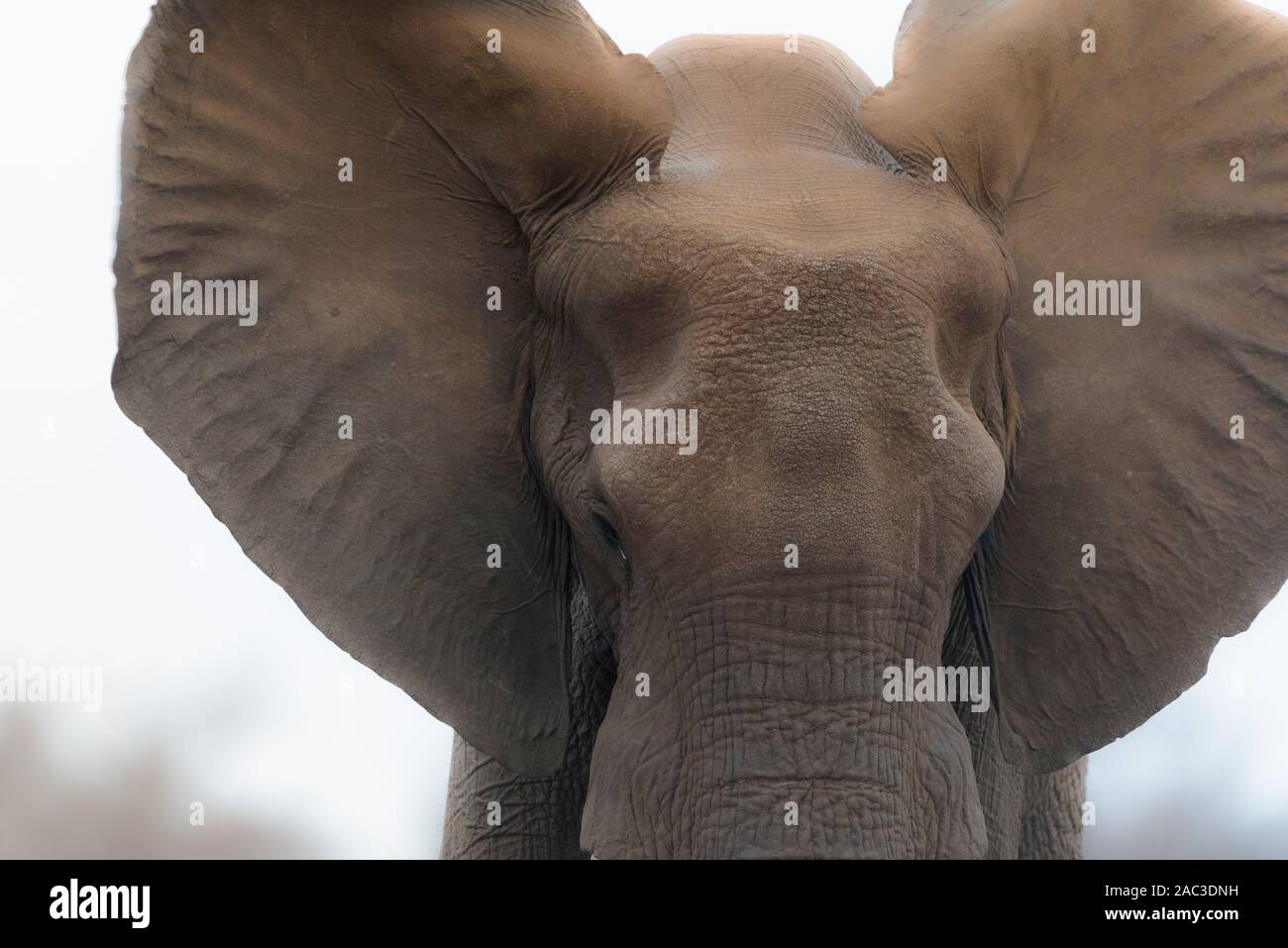 Elephant portrait African elephant Stock Photo - Alamy