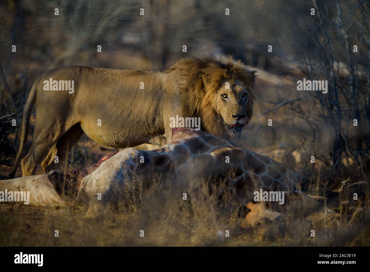 Old male lion hi-res stock photography and images - Alamy