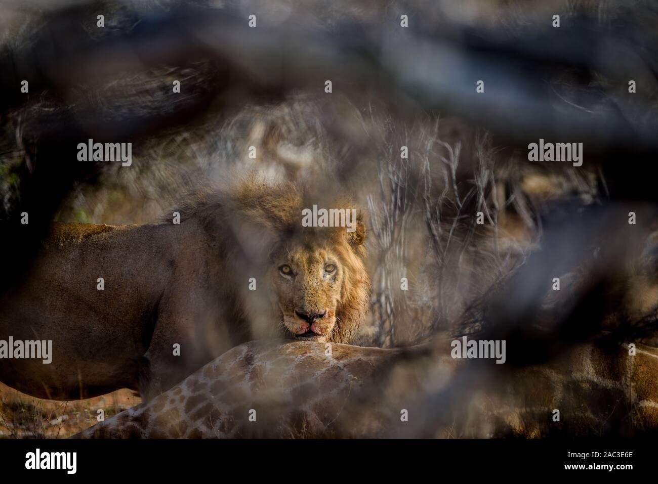 Male lion close up portrait Stock Photo