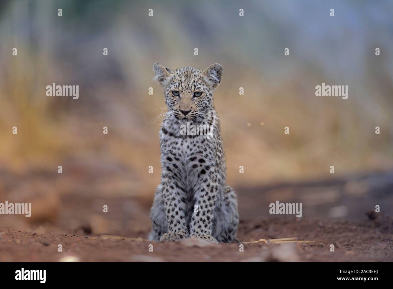 Baby leopard portrait with blue eyes Stock Photo