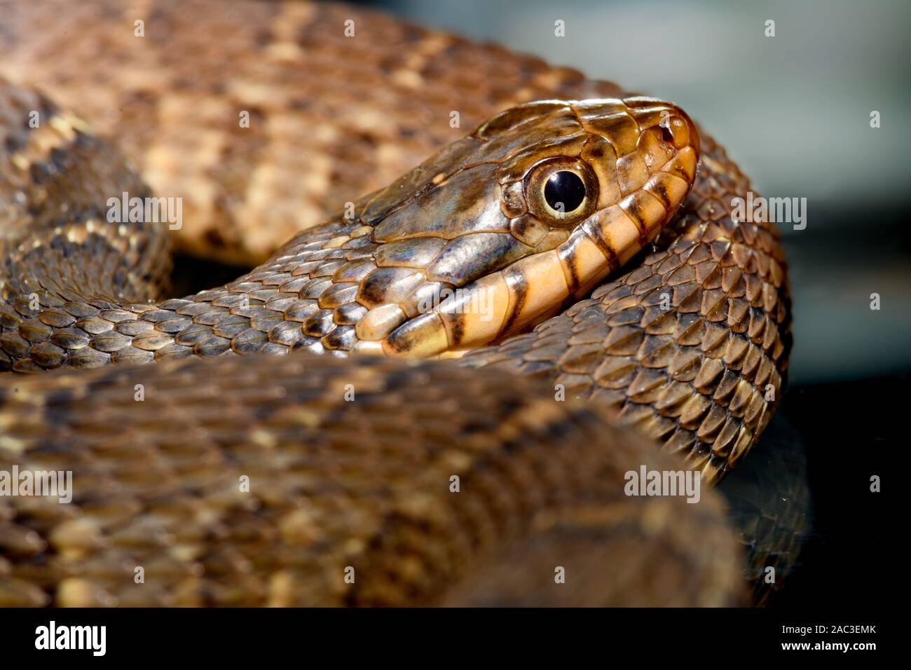 plain-bellied water snake (Nerodia erythrogaster flavigaster) Coiled close-up of head profile Stock Photo