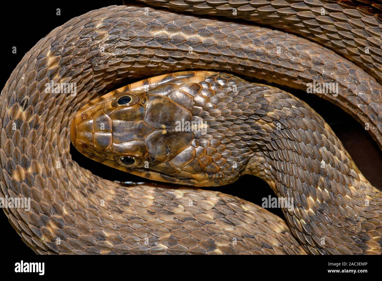 Plain-bellied water snake (Nerodia erythrogaster flavigaster) Coiled close-up of head Stock Photo