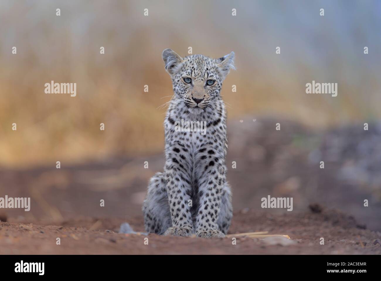 Baby leopard portrait with blue eyes Stock Photo