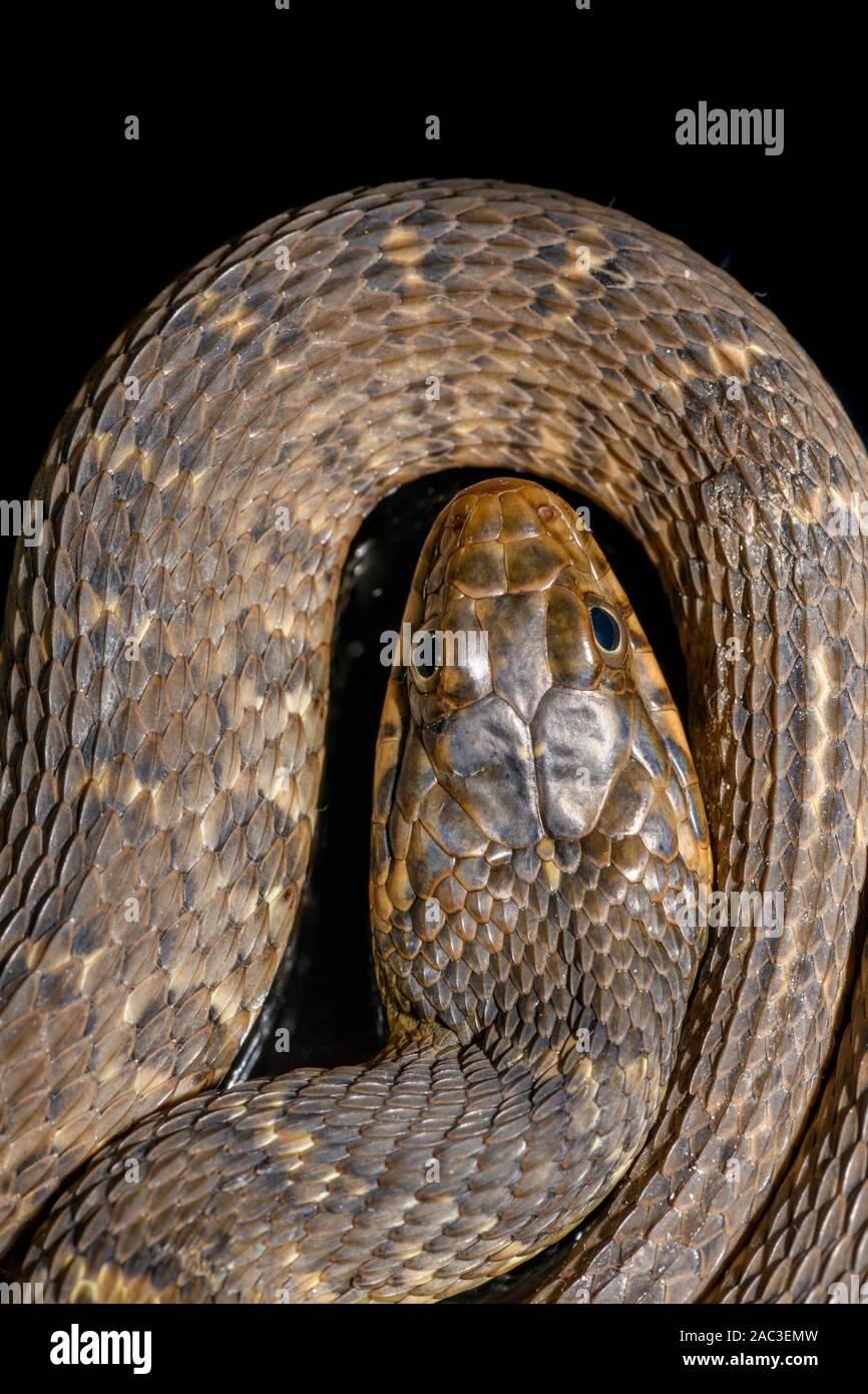 Plain-bellied water snake (Nerodia erythrogaster flavigaster) Coiled close-up of head Stock Photo