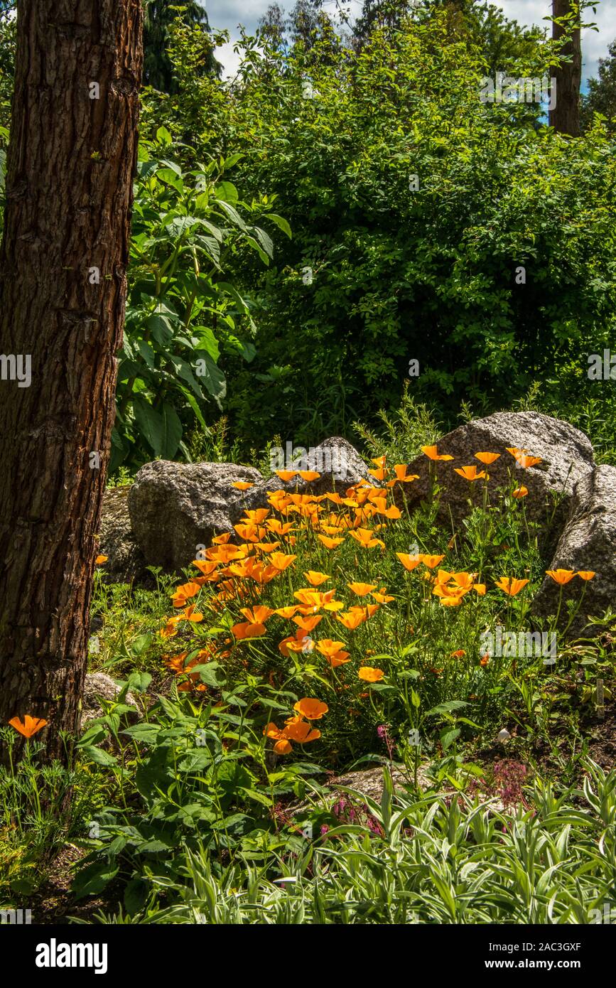Orange Poppies in woodland scene. Stock Photo