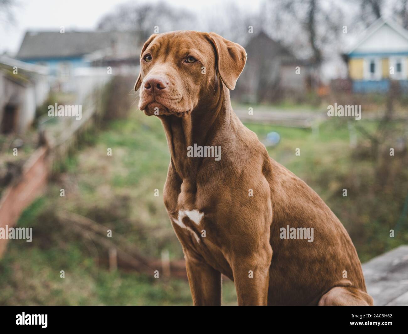 Charming puppy of chocolate color. Close-up, outdoors Stock Photo
