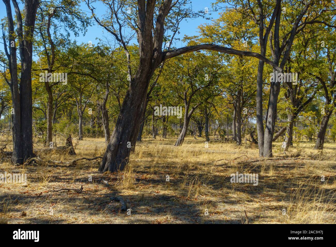 Mopane woodland, Colophospermum mopane, Khwai Private Reserve, Okavango Delta, Botswana Stock Photo