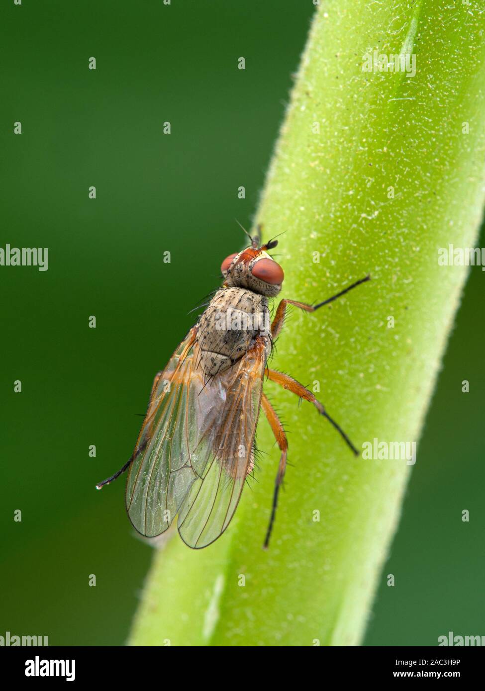 Root Magnotta Insect root-maggot fly, Anthomyiidae spcies, on plant stem, dorsal view ...