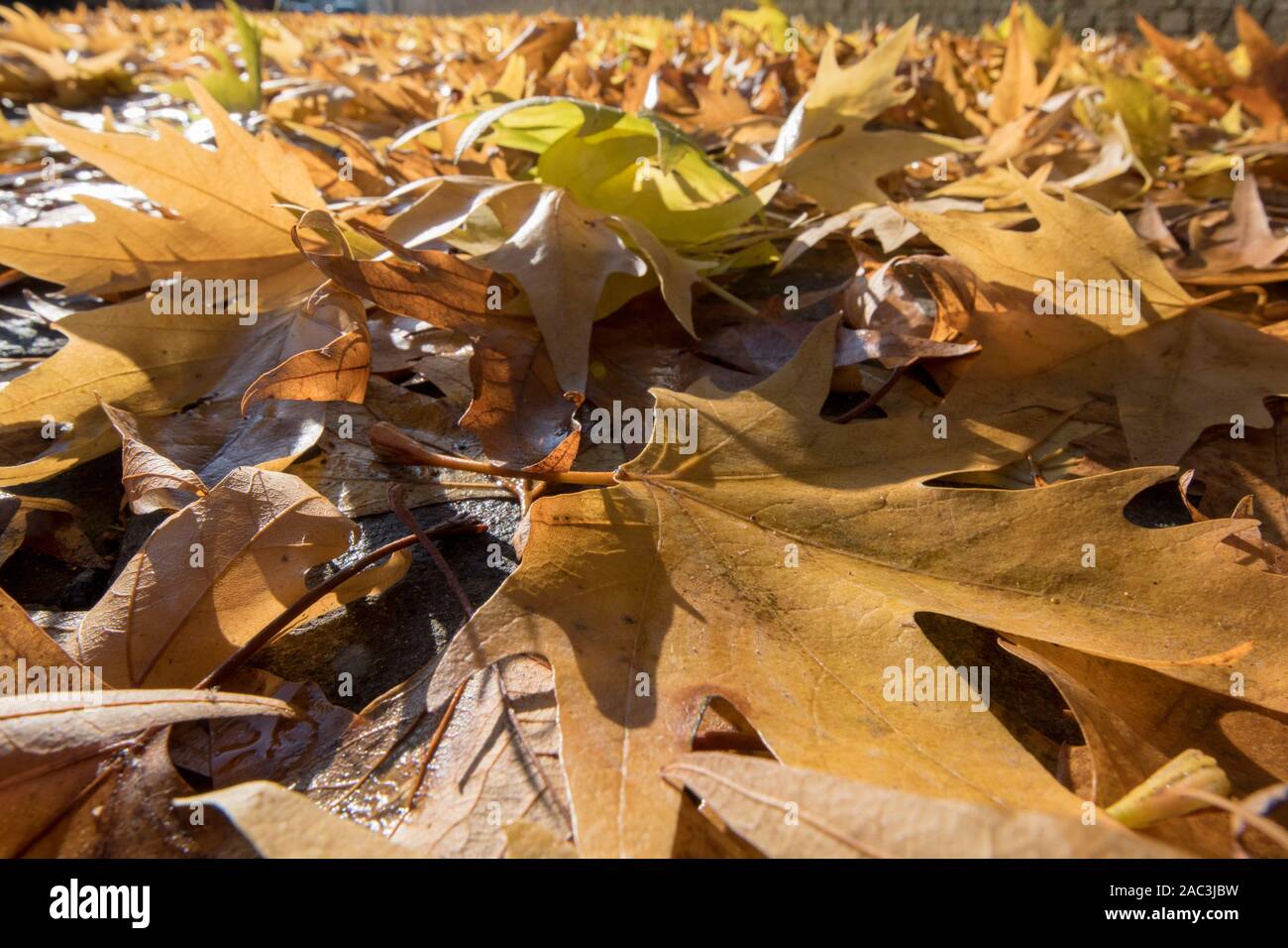 Autumn leaves Stock Photo