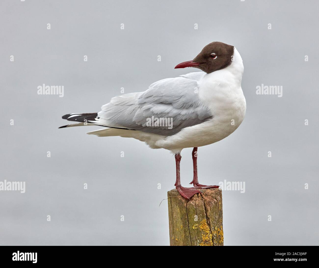 Black headed gull in summer plumage perched on a mooring post of a lake - Somerset UK Stock Photo