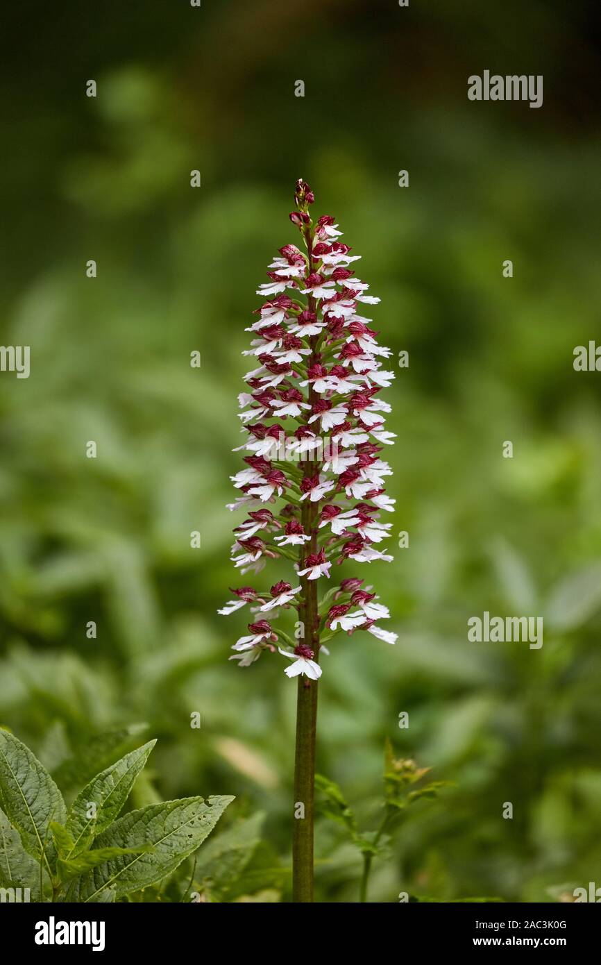 Robust flower spike of lady orchid Orchis purpurea at Yockletts Bank in Kent UK Stock Photo