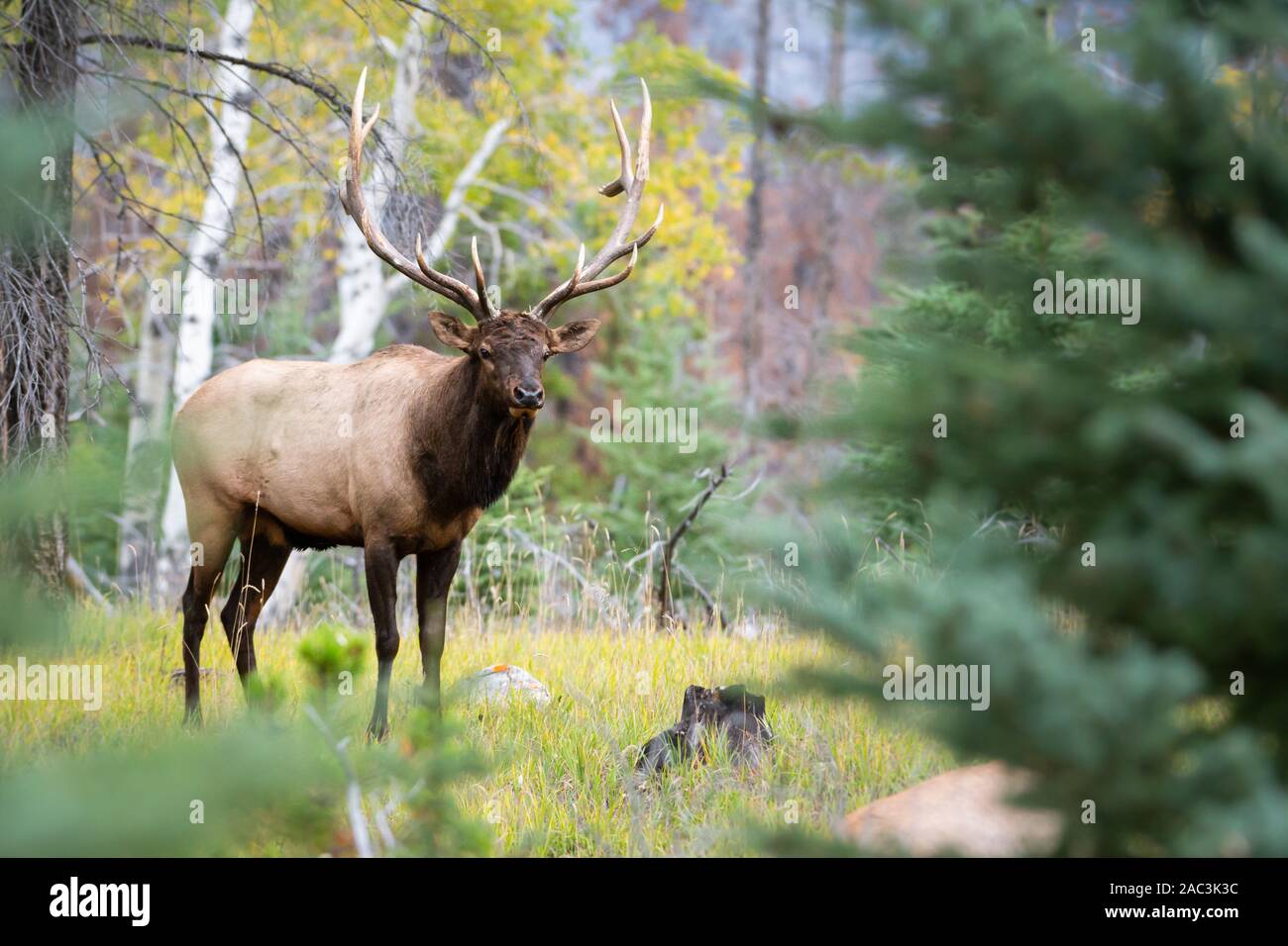 Bull elk during the rut Stock Photo - Alamy