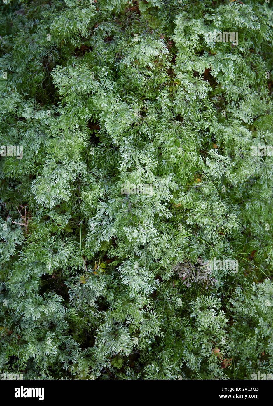 Lush growth of the epiphytic fern Hymenophyllum rerum growing on tree bark near Marian Lake in Fjordland New Zealand Stock Photo