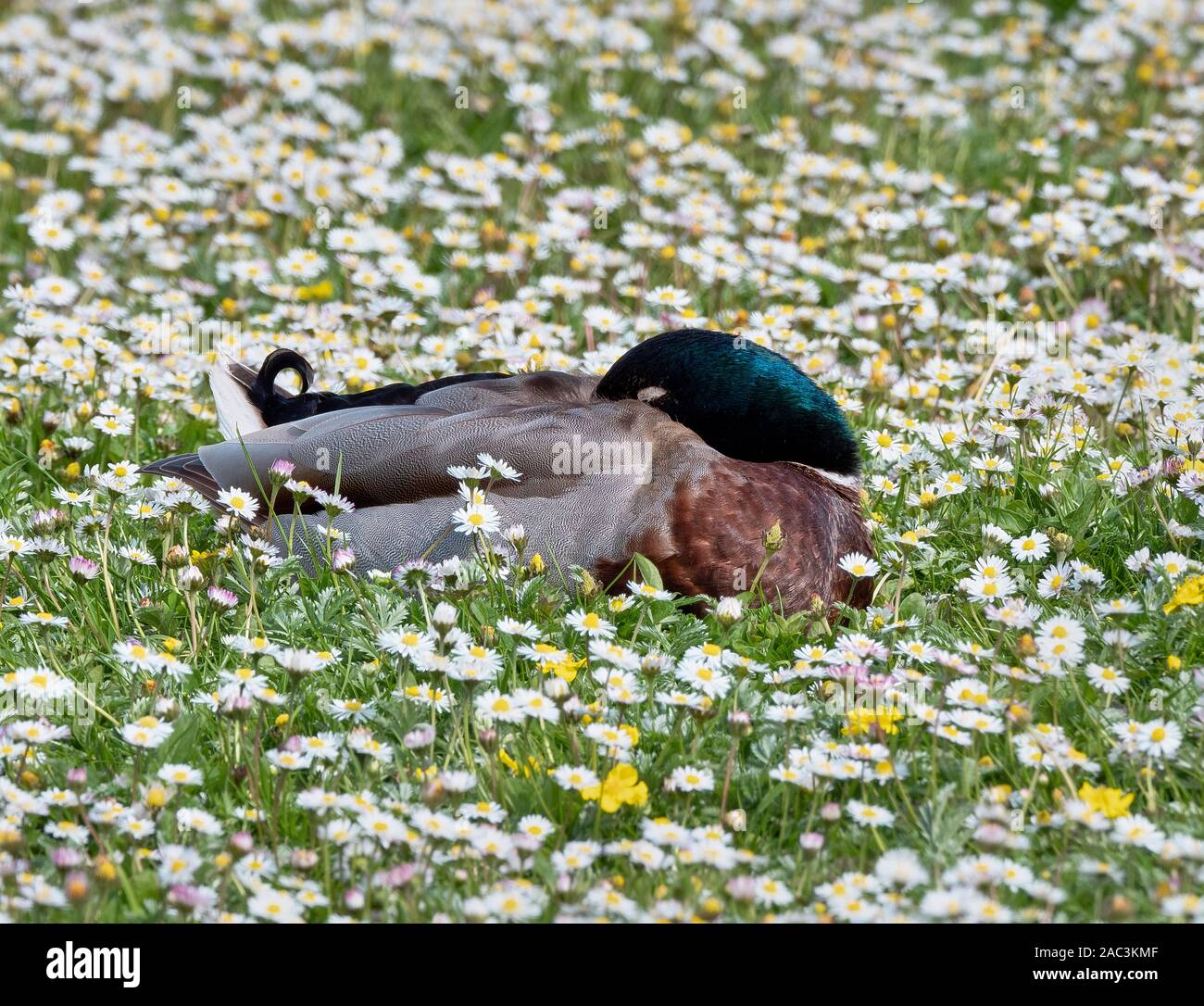 Mallard drake Anas platyrhynchos sleeping in a field of daisies in Wiltshire UK Stock Photo