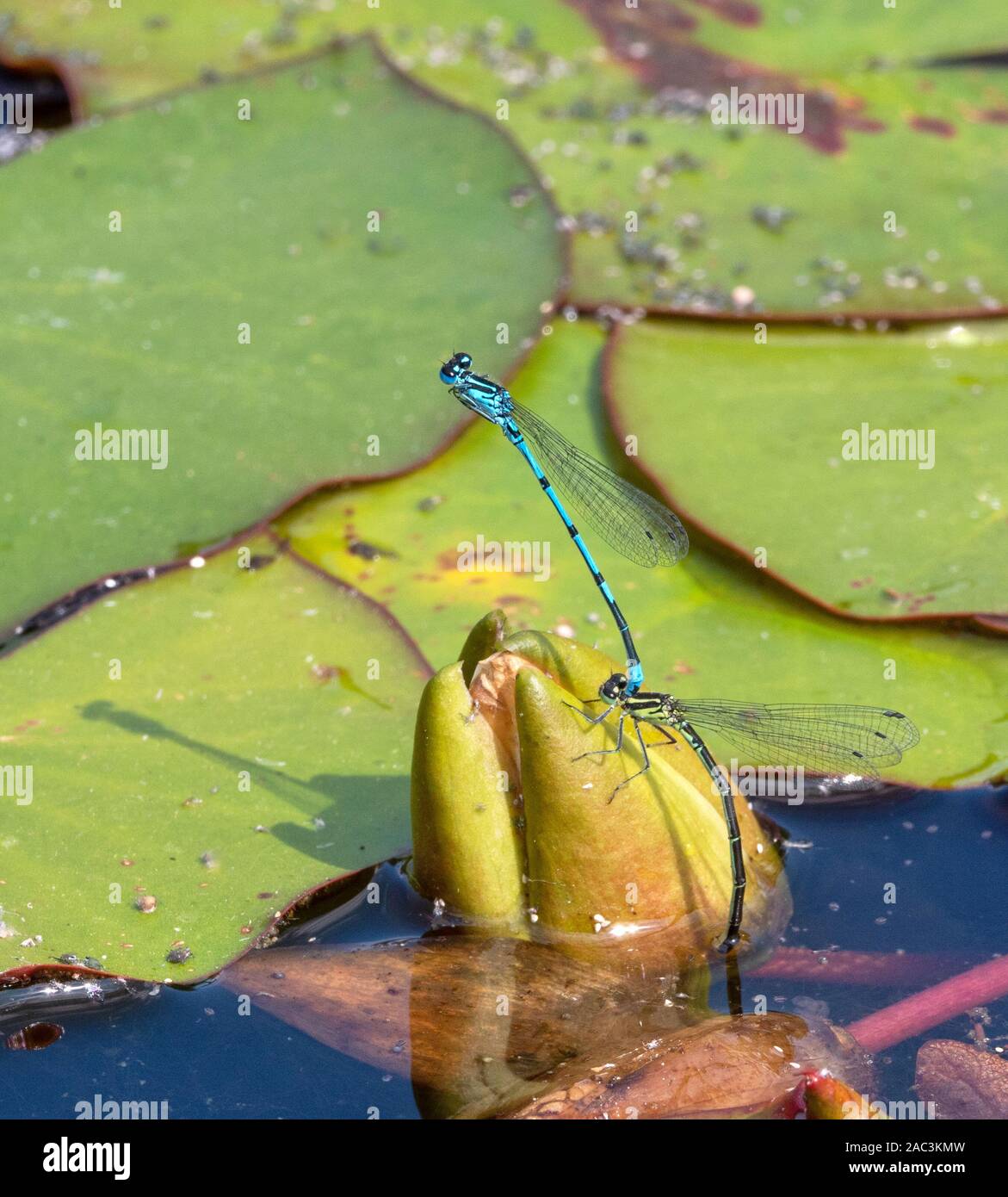 Azure damselfly pair Coenagrion puella ovipositing at the base of a water lily flower bud - Northants UK Stock Photo