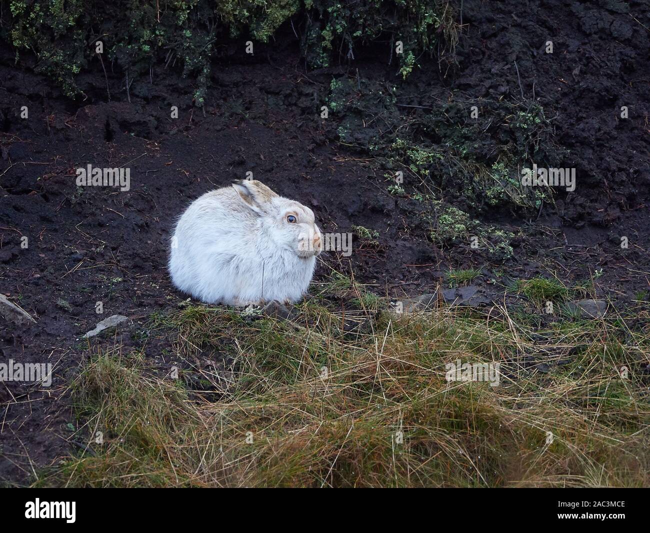 Mountain hare Lepus timidus in conspicuous white winter fur without snow cover hunkered down in a peat grough in the Derbyshire Dark Peak UK Stock Photo