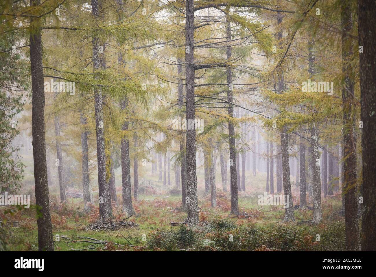 Otzarreta forest in Gorbea Natural Park. Bizkaia, Basque Country Stock Photo