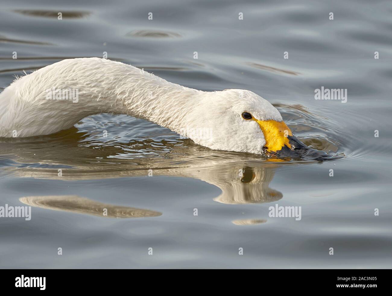 Bewick's or Tundra swan skimming surface water of a lake at Slimbridge in Gloucestershire UK Stock Photo