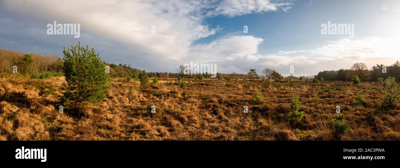 Panorama landscape of heathland and moorland in the Netherlands, province Drenthe near the village Steenbergen Stock Photo