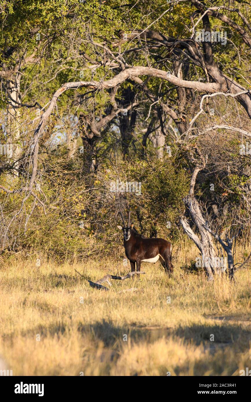 Sable Antelope, Hippotragus niger, Khwai Private Reserve, Okavango Delta, Botswana Stock Photo