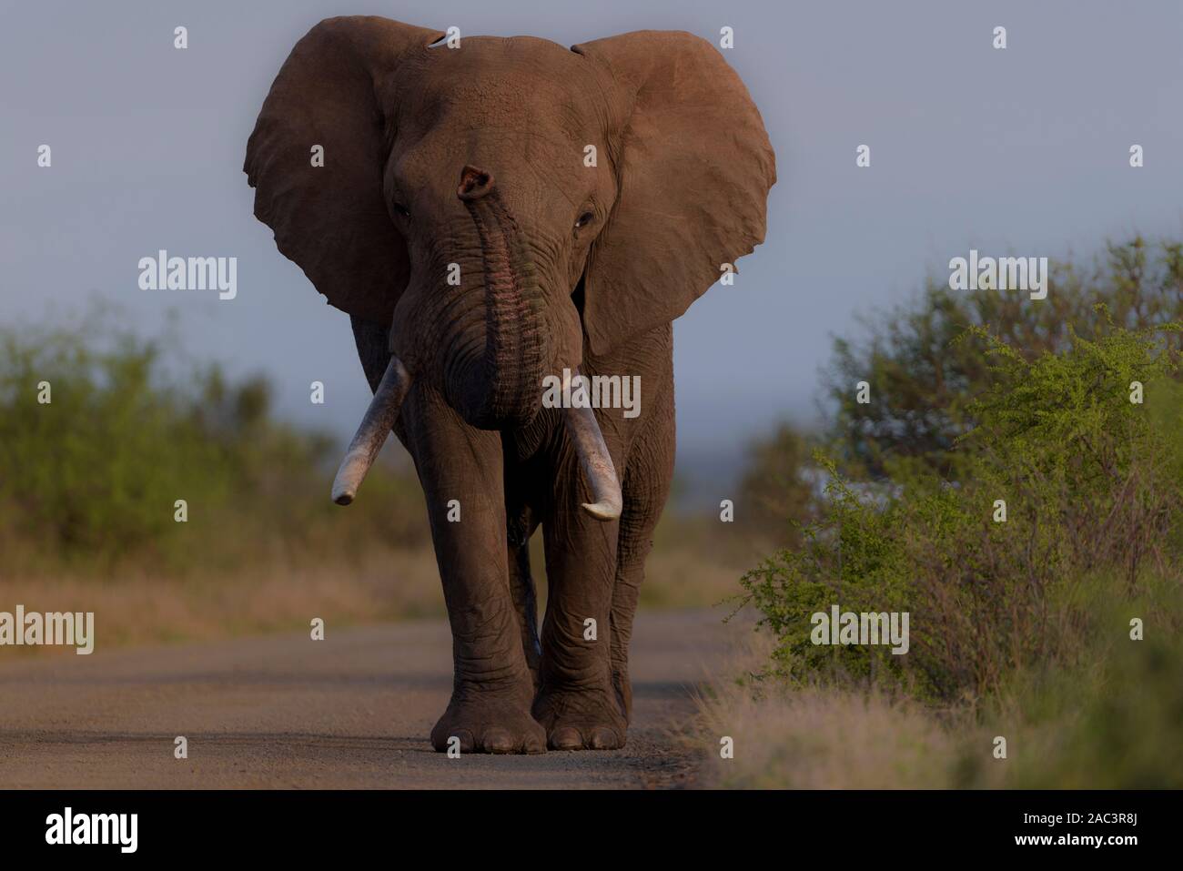 Big elephant tusker portrait best elephant photo Stock Photo
