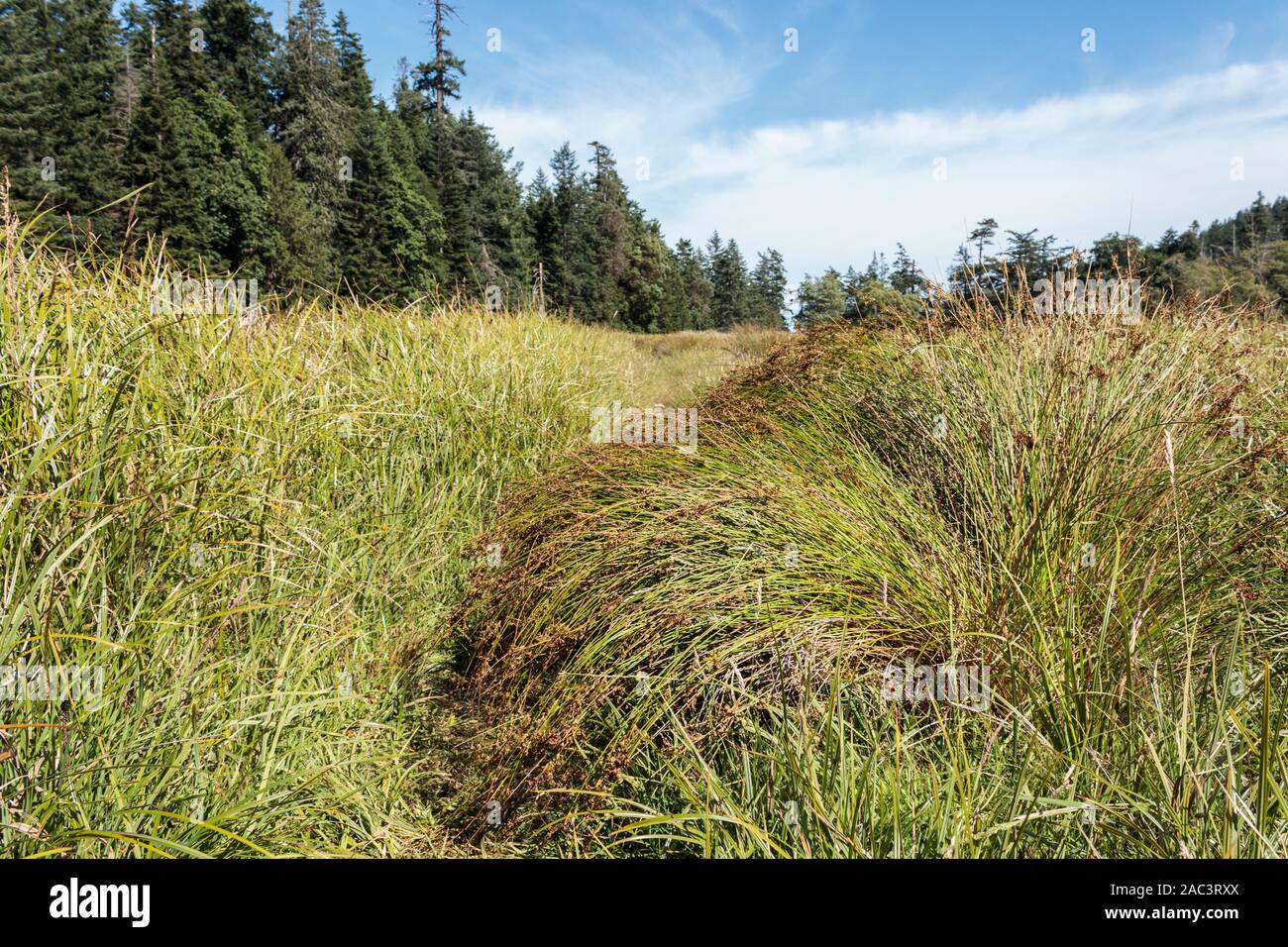 Where reeds and sedges meet, a rough path is formed in an extensive wet meadow, with coniferous forest in the background (low angle view, summer). Stock Photo
