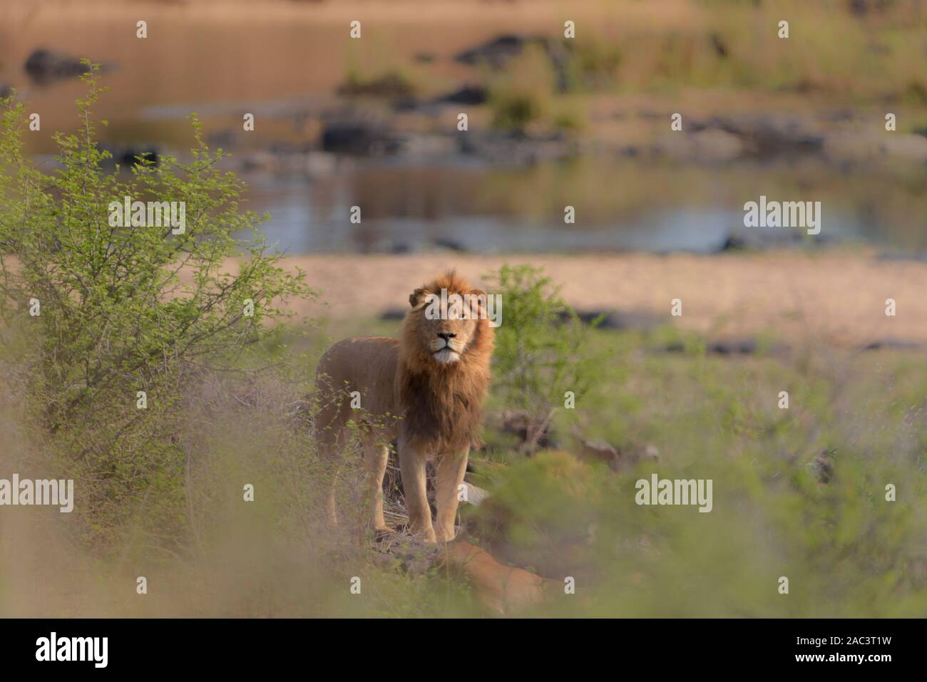 Male lion in the wilderness Stock Photo