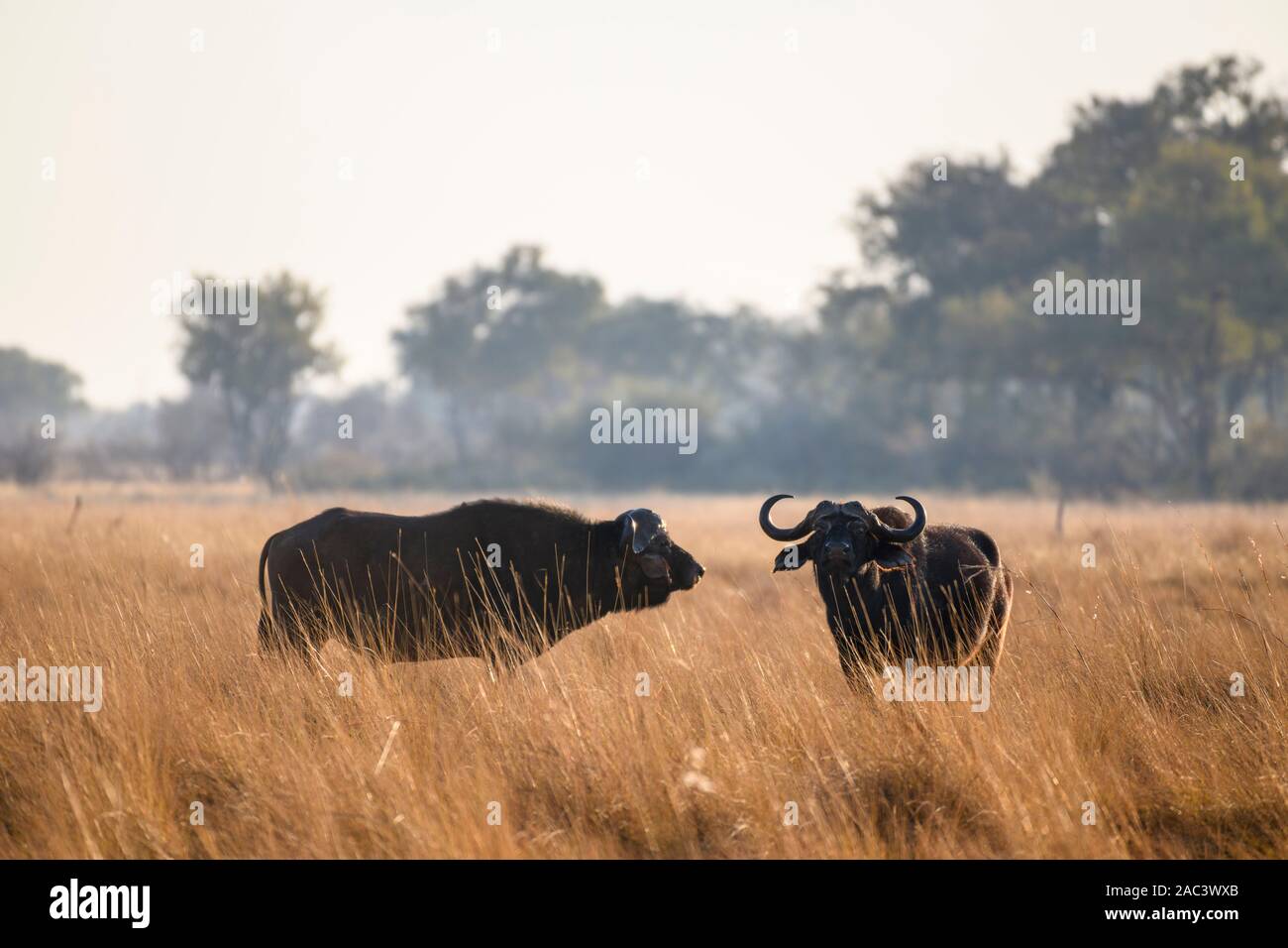 African buffalo or Cape Buffalo, Syncerus caffer, Macatoo, Okavango Delta, Botswana Stock Photo