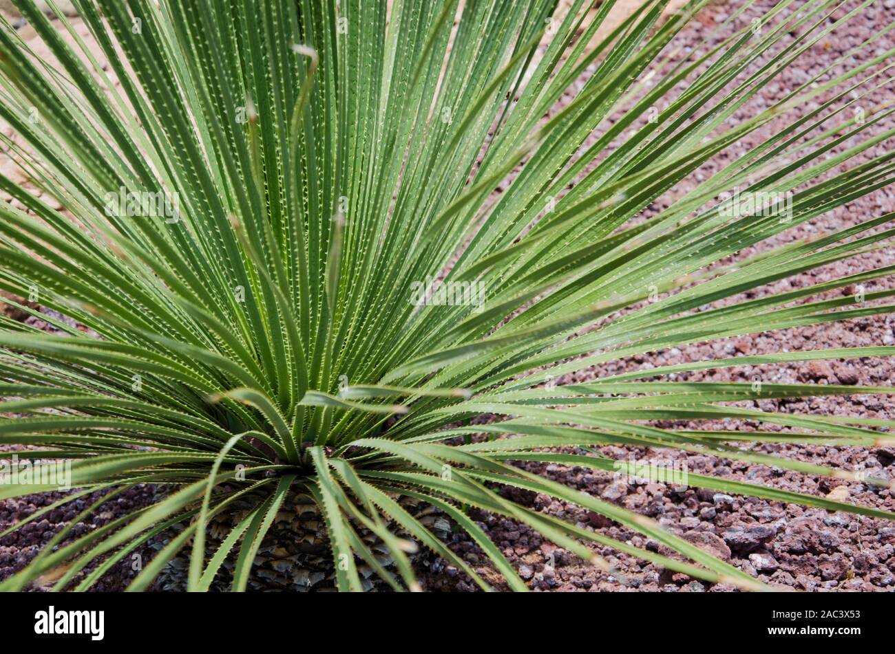 Long, sharp, thorny leaves of a green desert spoon, dasylirion acrotrichum Stock Photo