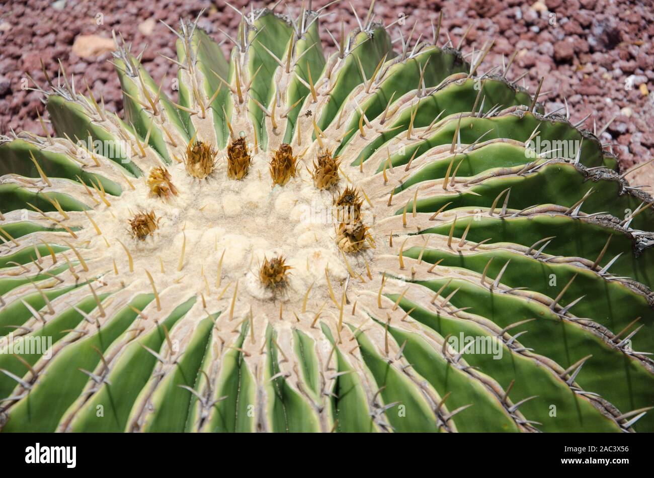 Detail of the top of a golden barrel cactus, Echinocactus grusonii in Hidalgo, Mexico Stock Photo