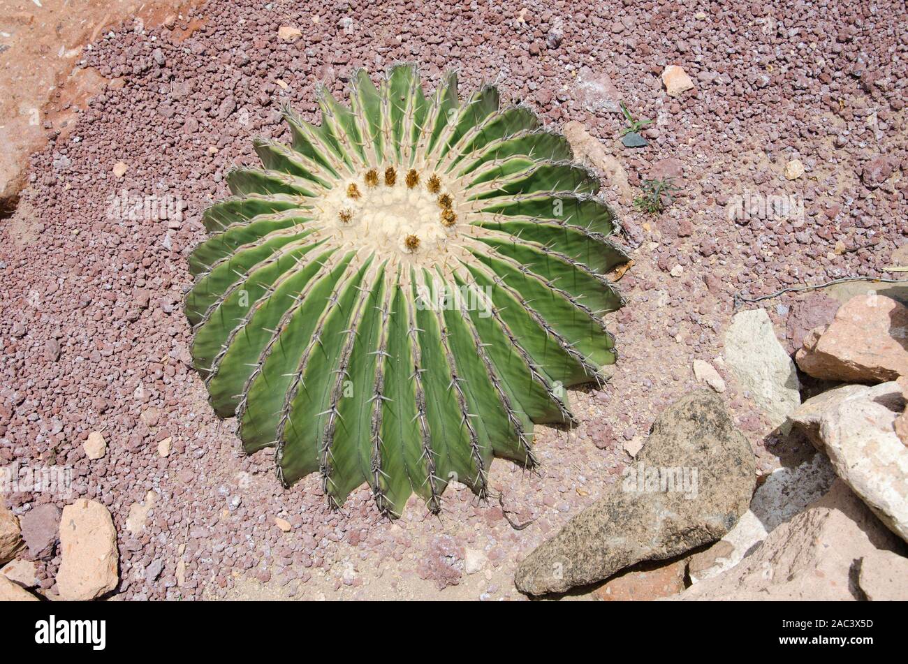 Golden barrel cactus, Echinocactus grusonii semi buried in the sand, Hidalgo, Mexico Stock Photo