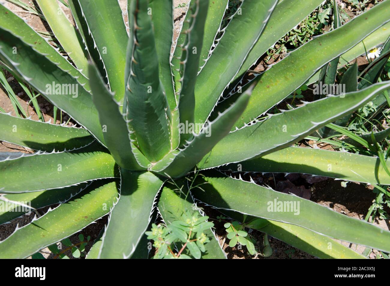 Agave kerchovei, beautiful Mexican desert plant with spiny green leaves Stock Photo