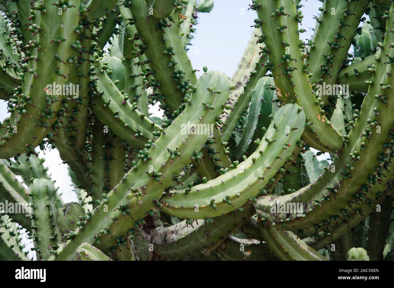 Bilberry cactus, whortleberry cactus or blue candle, Myrtillocactus geometrizans, Mexican native cactaceae Stock Photo