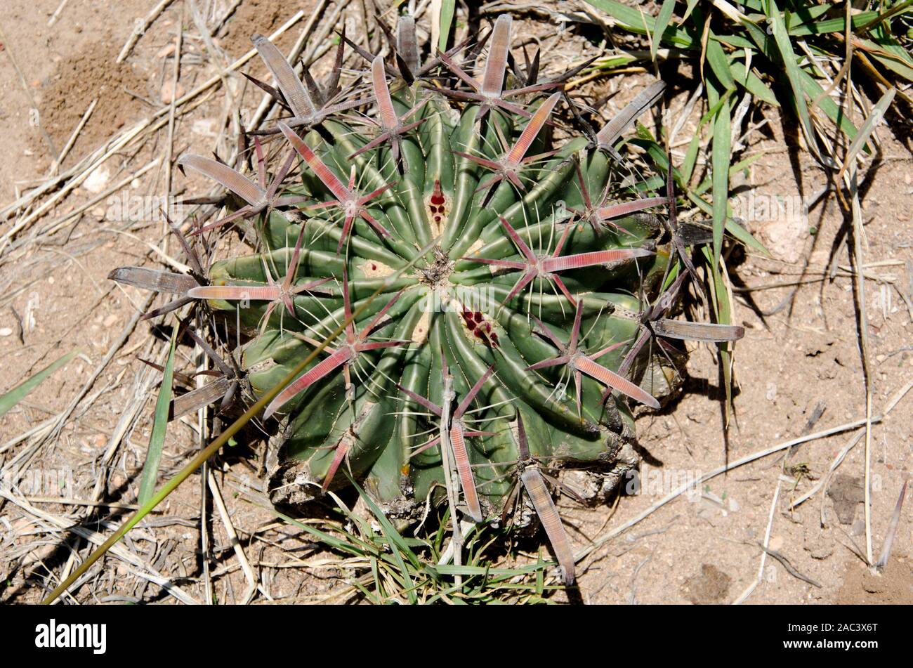 Devil's Tongue Barrel, Ferocactus latispinus, also known as Crow's Claw Cactus or Fish Hook Cactus Stock Photo