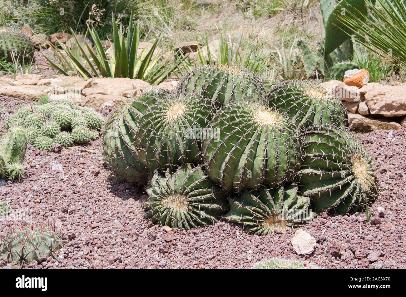 Clustering of golden barrel cactus, Echinocactus grusonii, in Hidalgo, Mexico Stock Photo