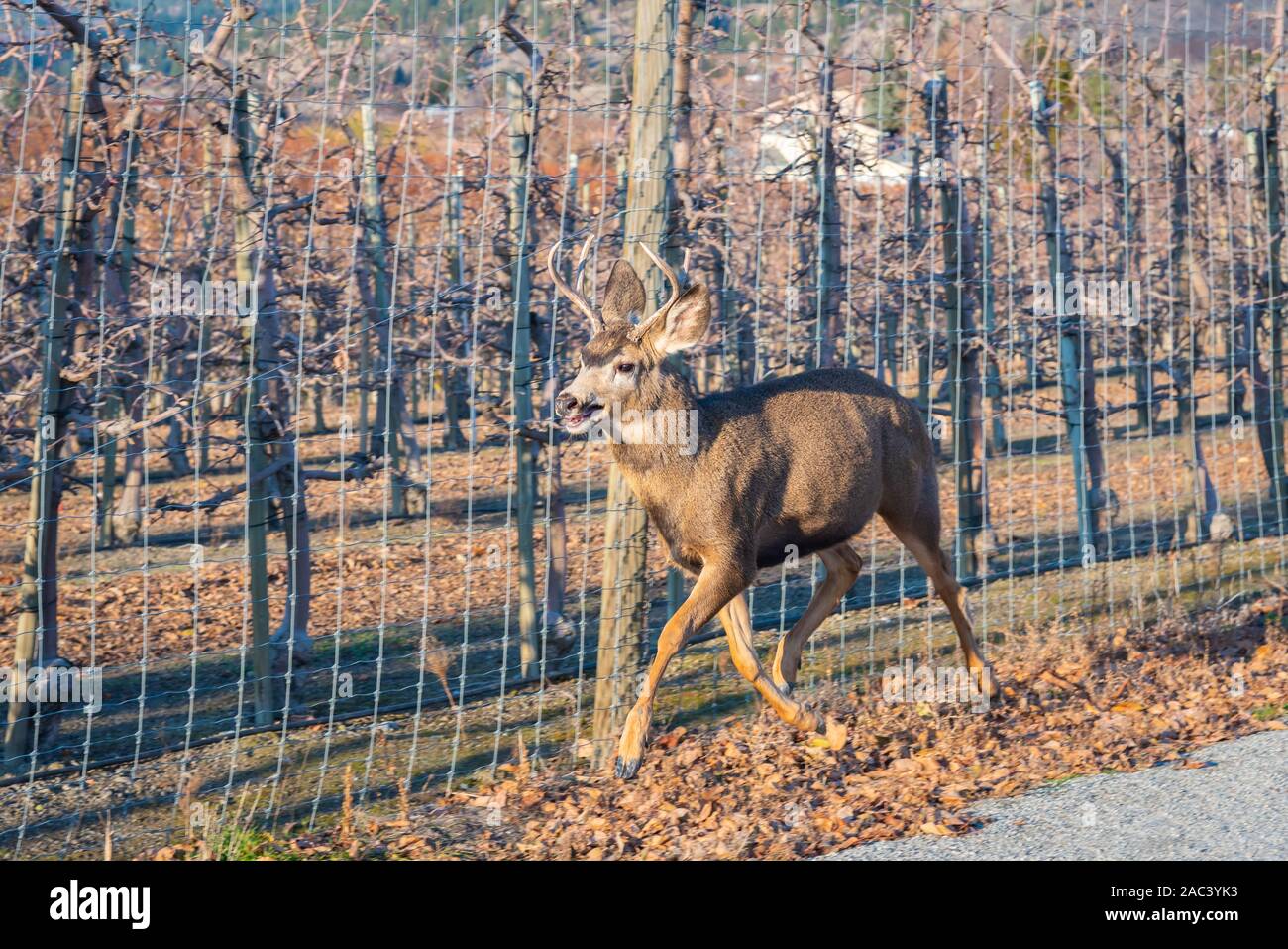 Mule deer stag running outside of a fenced apple orchard Stock Photo