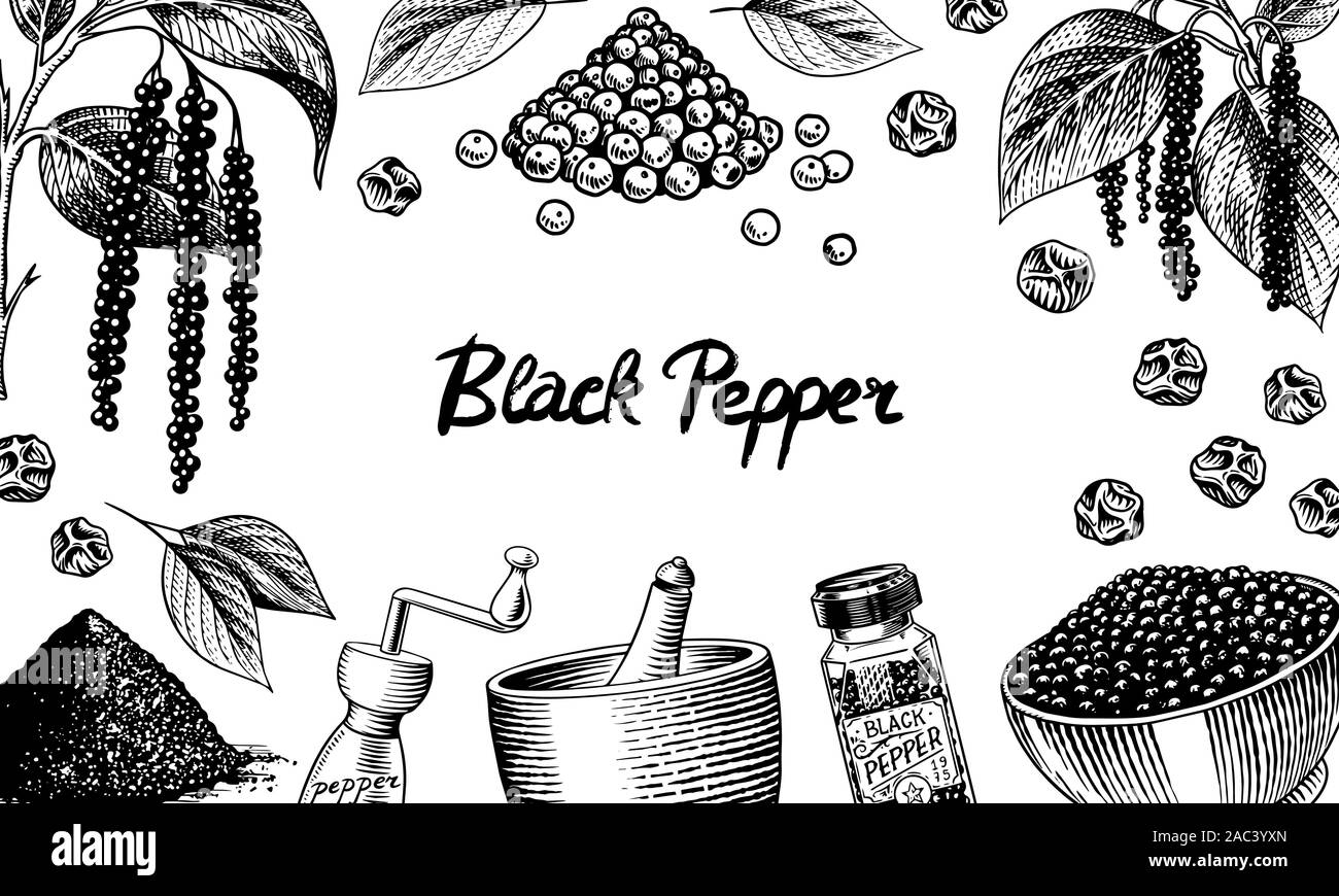 Black pepper background in Vintage style. Mortar and pestle, Allspice or peppercorn, Mill and dried seeds, a bunch of spices. Herbal seasoning set Stock Vector