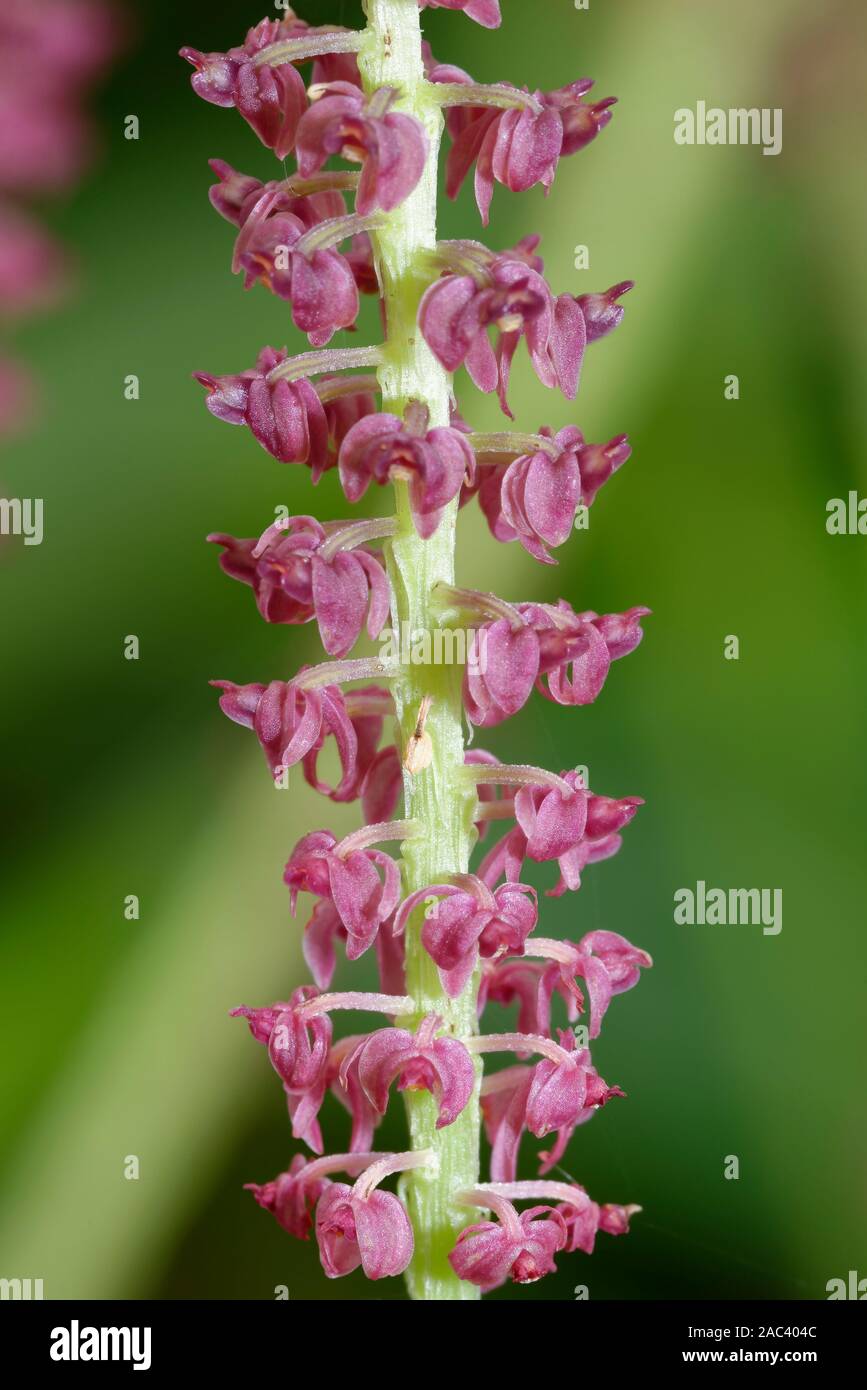 Eyebrow Malaxis Orchid - Dienia ophrydis  from south east Asia Stock Photo