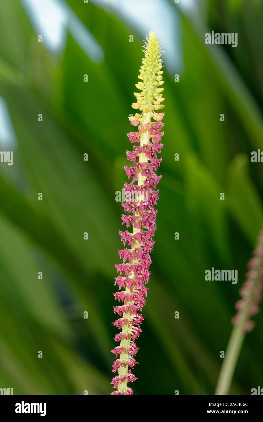 Eyebrow Malaxis Orchid - Dienia ophrydis  from south east Asia Stock Photo