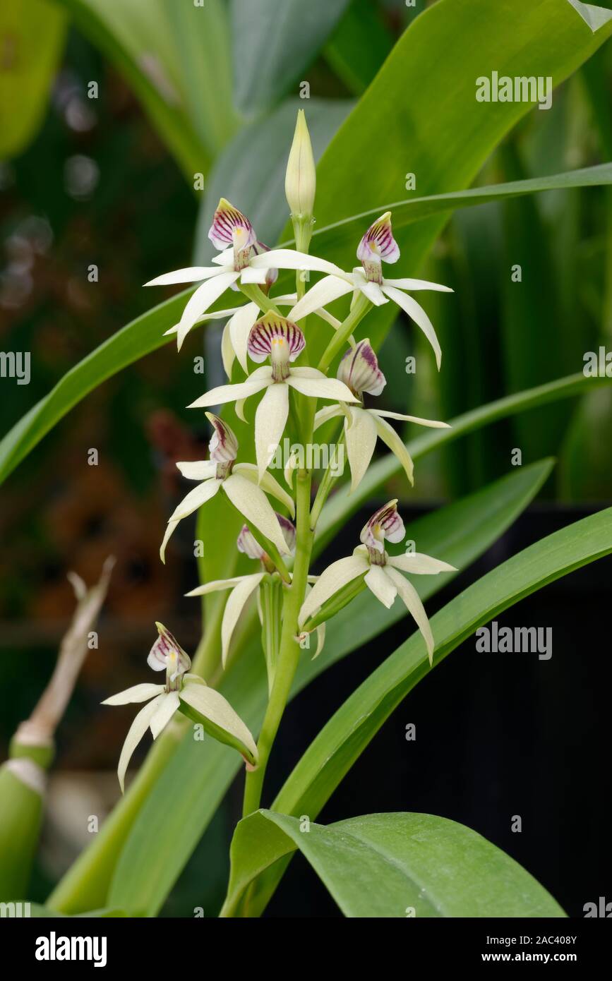 Lined Petal Prosthechea Orchid - Prosthechea radiata  From Central America Stock Photo
