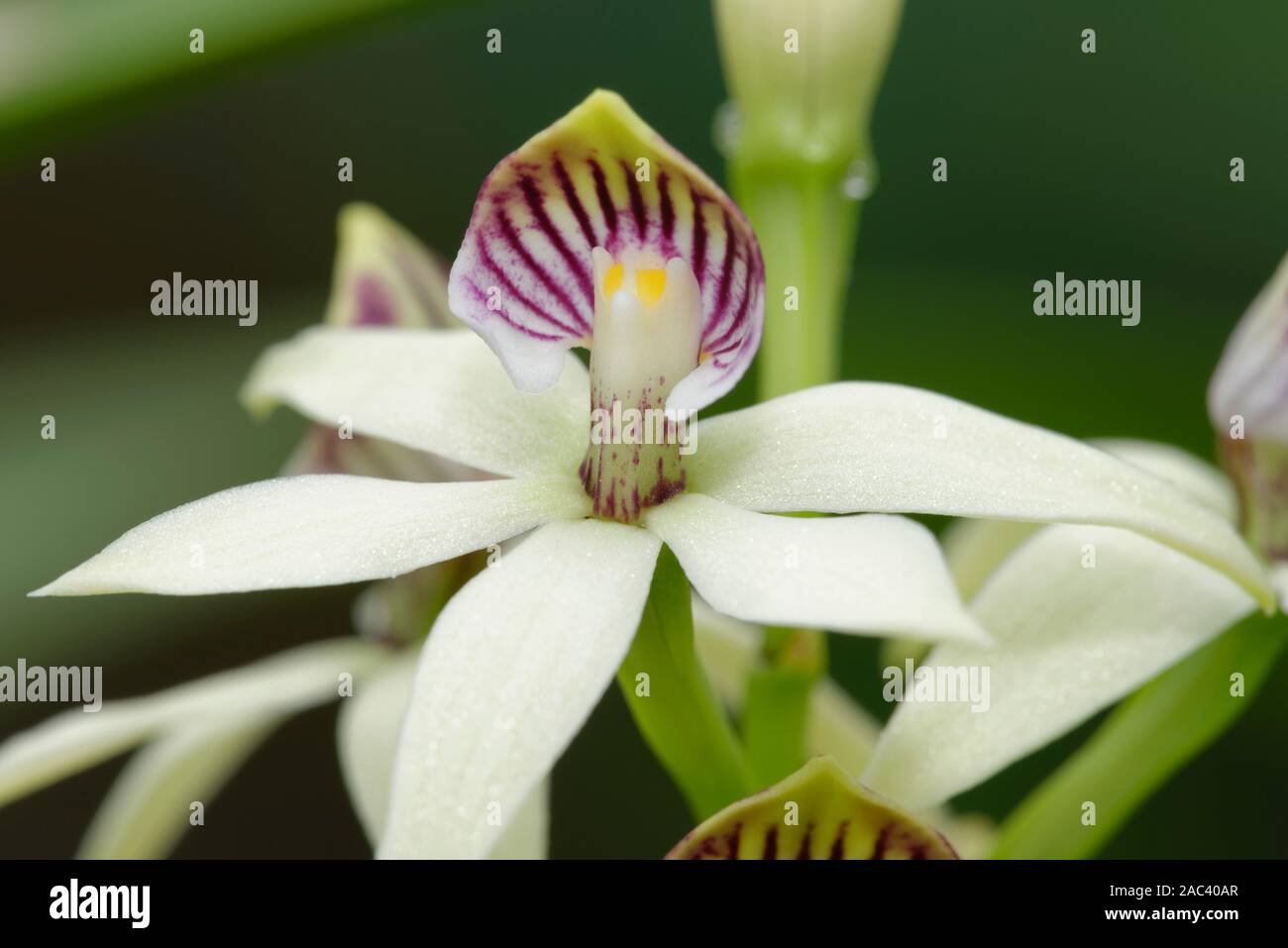 Lined Petal Prosthechea Orchid - Prosthechea radiata  Single flower closeup Stock Photo
