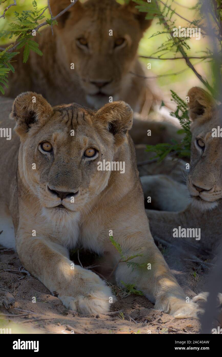 Best lioness portrait Stock Photo
